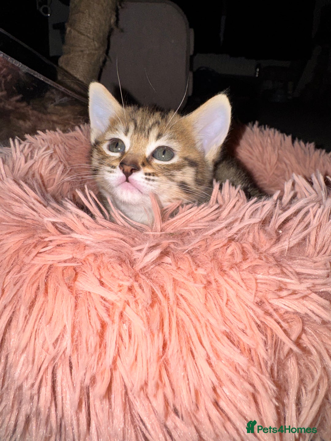 Mixed Breed cats for sale: 3 Beautiful Kittens for New Homes - Advert 11