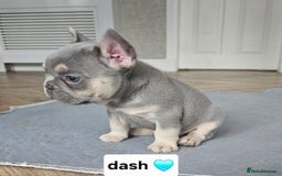 French Bulldog dogs for sale: French bulldog pups - Image 4