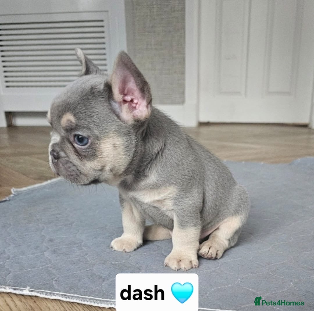 French Bulldog dogs for sale: French bulldog pups - Image 4
