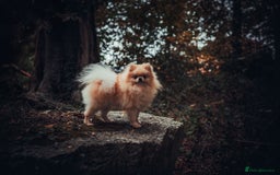 Pomeranian dogs for stud: Prince George Bridgeton 👑 - Image 16