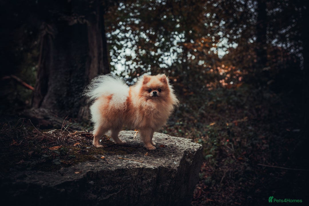 Pomeranian dogs for stud: Prince George Bridgeton 👑 - Image 16