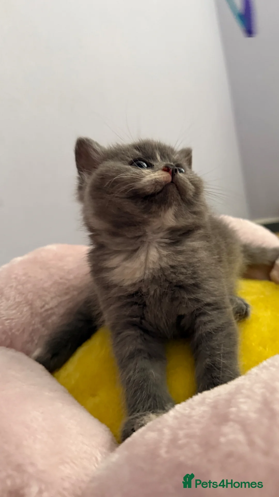 British Shorthair cats for sale: Cutest bsh babies 🤍🦋🤍  - Advert 36