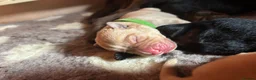 Labrador Retriever dogs for sale: Labrador Puppies For Sale! - Advert 29