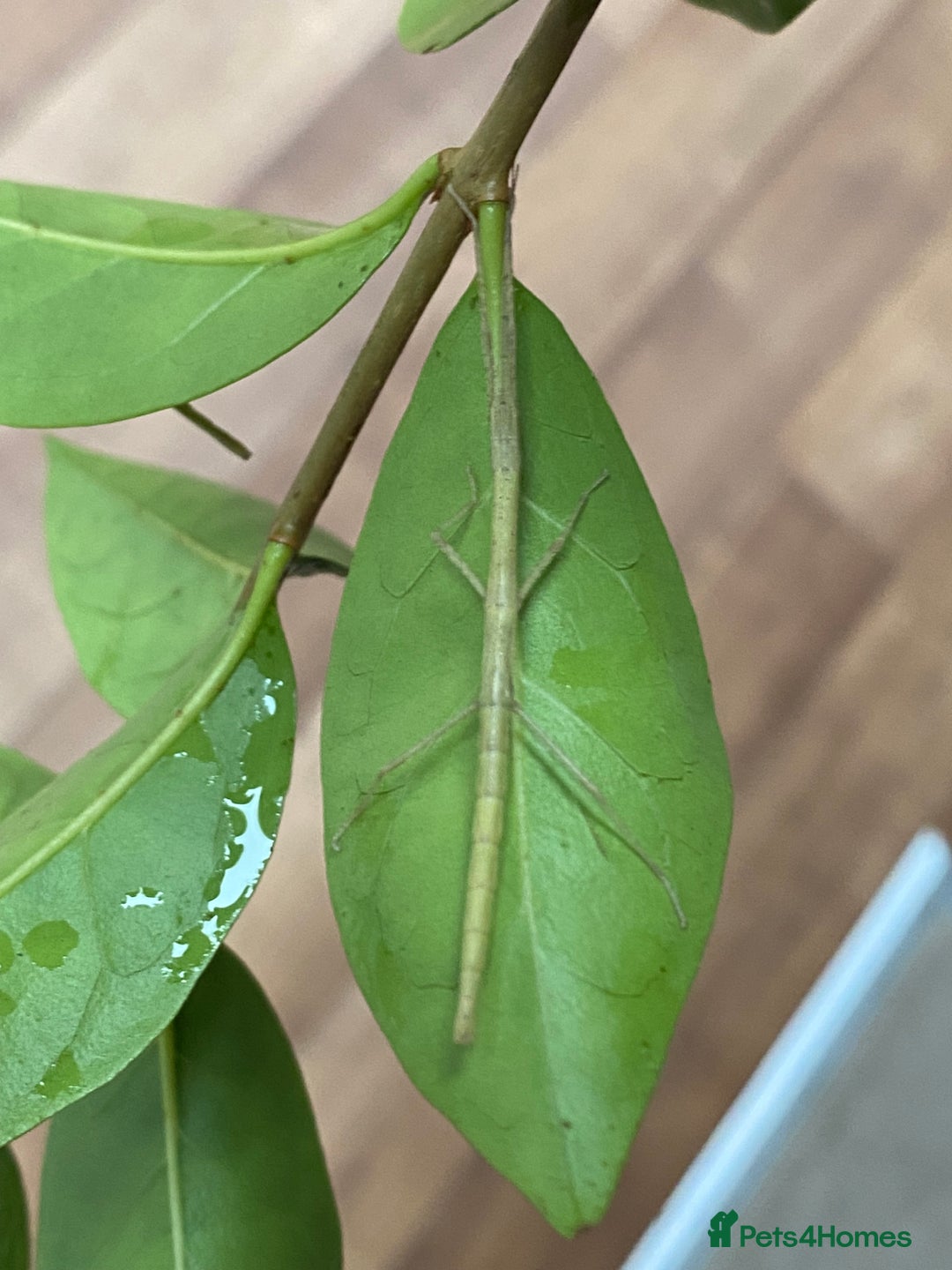 Stick Insects invertebrates for sale: Juvenile Indian Stick Insects (8-10 weeks old) - Image 7