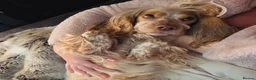 Cocker Spaniel dogs for sale: 🧡🐾🧡Beautiful Cocker Spaniel Puppies coming soon - Advert 4