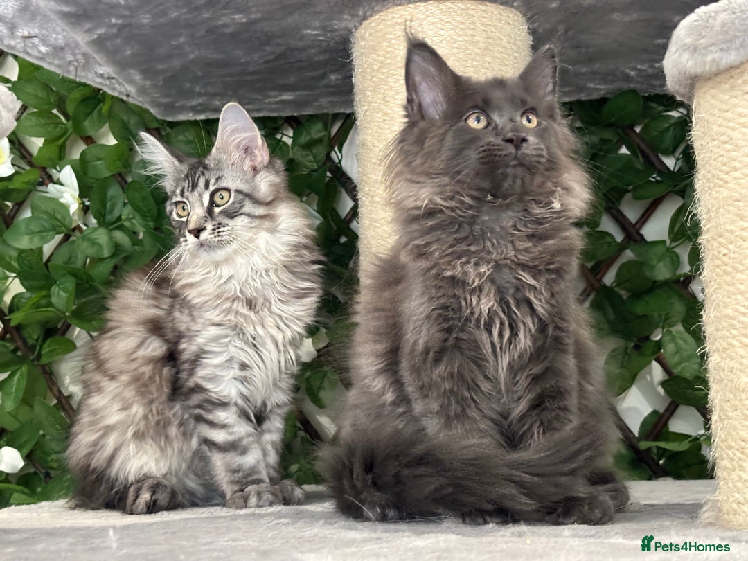 Maine Coon cats for sale: TICA 5 GEN PEDIGREE DNA TESTED  - Image 12