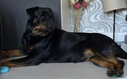 Rottweiler dogs for sale: Little weed  - Image 6