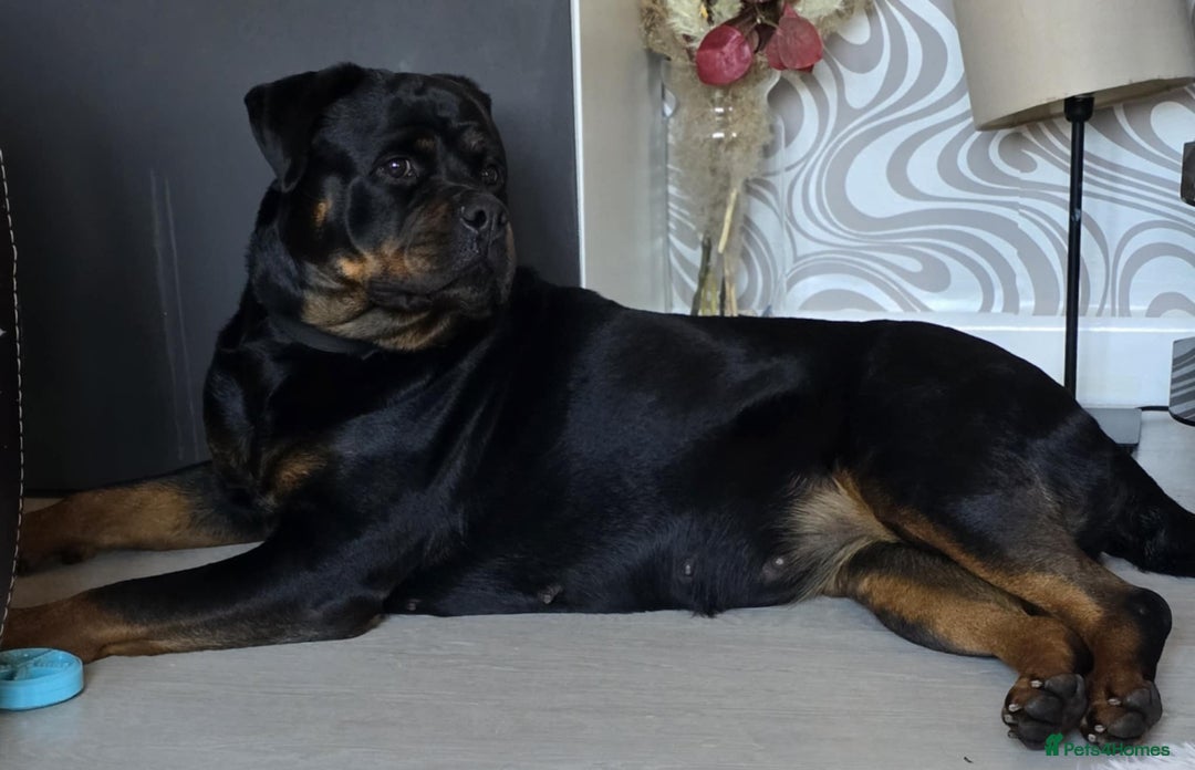 Rottweiler dogs for sale: Little weed  - Image 6