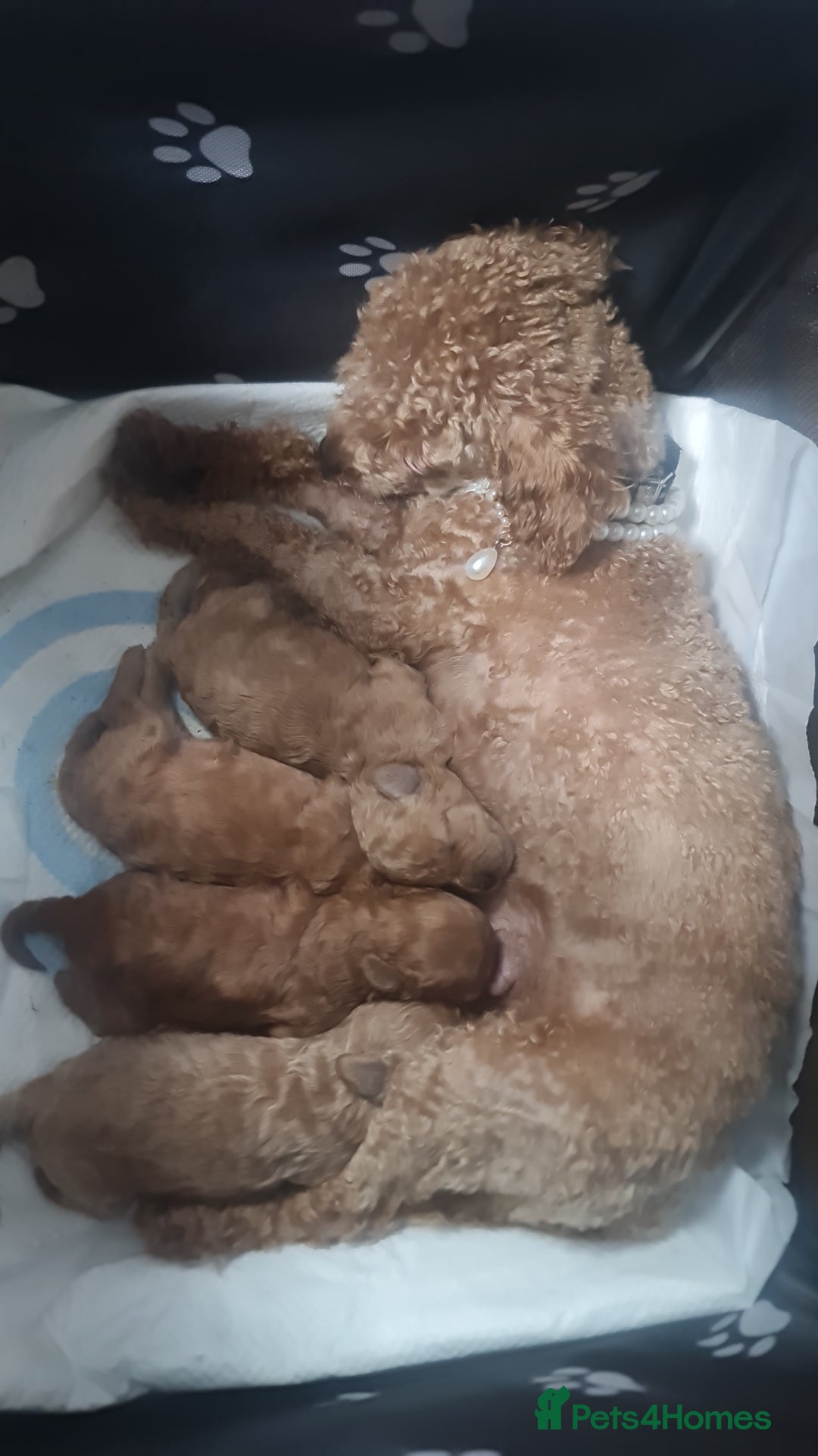 Toy Poodle dogs for sale: Tiny kc puppies,DNA&Genetic tested parents  - Image 26