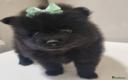 Pomeranian dogs for sale: Beautiful litter xxsmall teddy bear poms  - Image 17