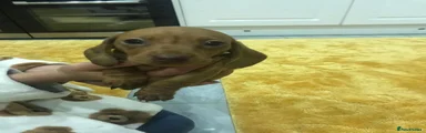 Miniature Dachshund 1
