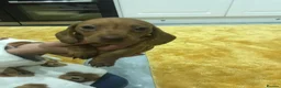 Miniature Dachshund dogs for sale: Miniature dachshund  in London - Advert 4