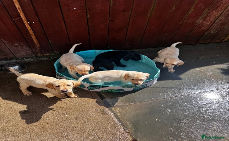 Labrador Retriever dogs in Aberdeen - Advert 4