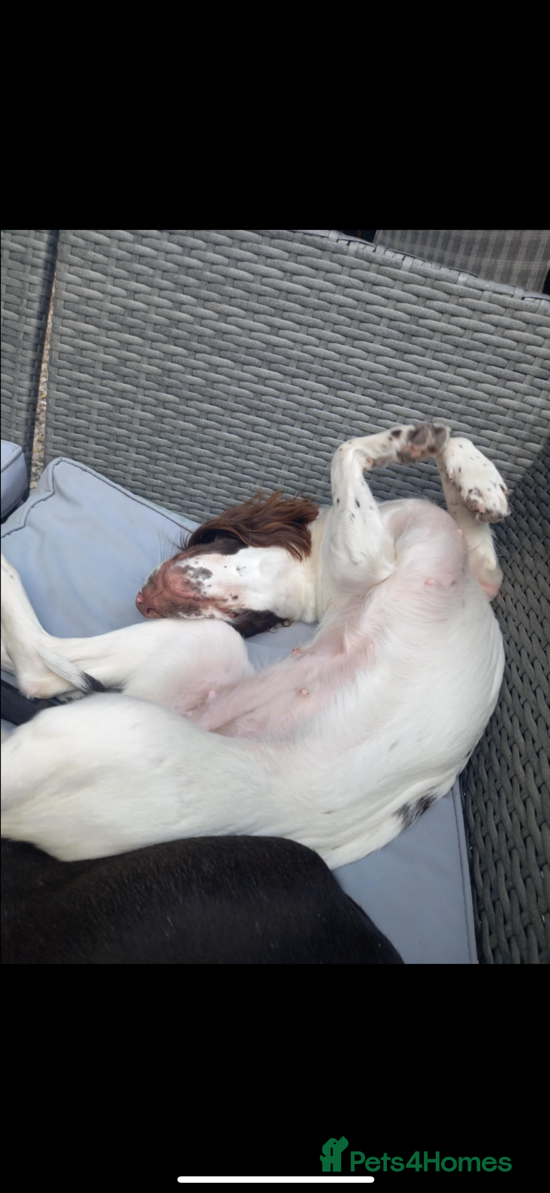 English Springer Spaniel dogs for sale: Springer spaniel looking for her forever home - Advert 4