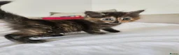 Mixed Breed cats for sale: Affectionate kittens - Advert 10