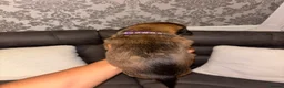 Belgian Shepherd Dog dogs for sale: DWKC Registered Belgian Malinois litter  - Advert 21