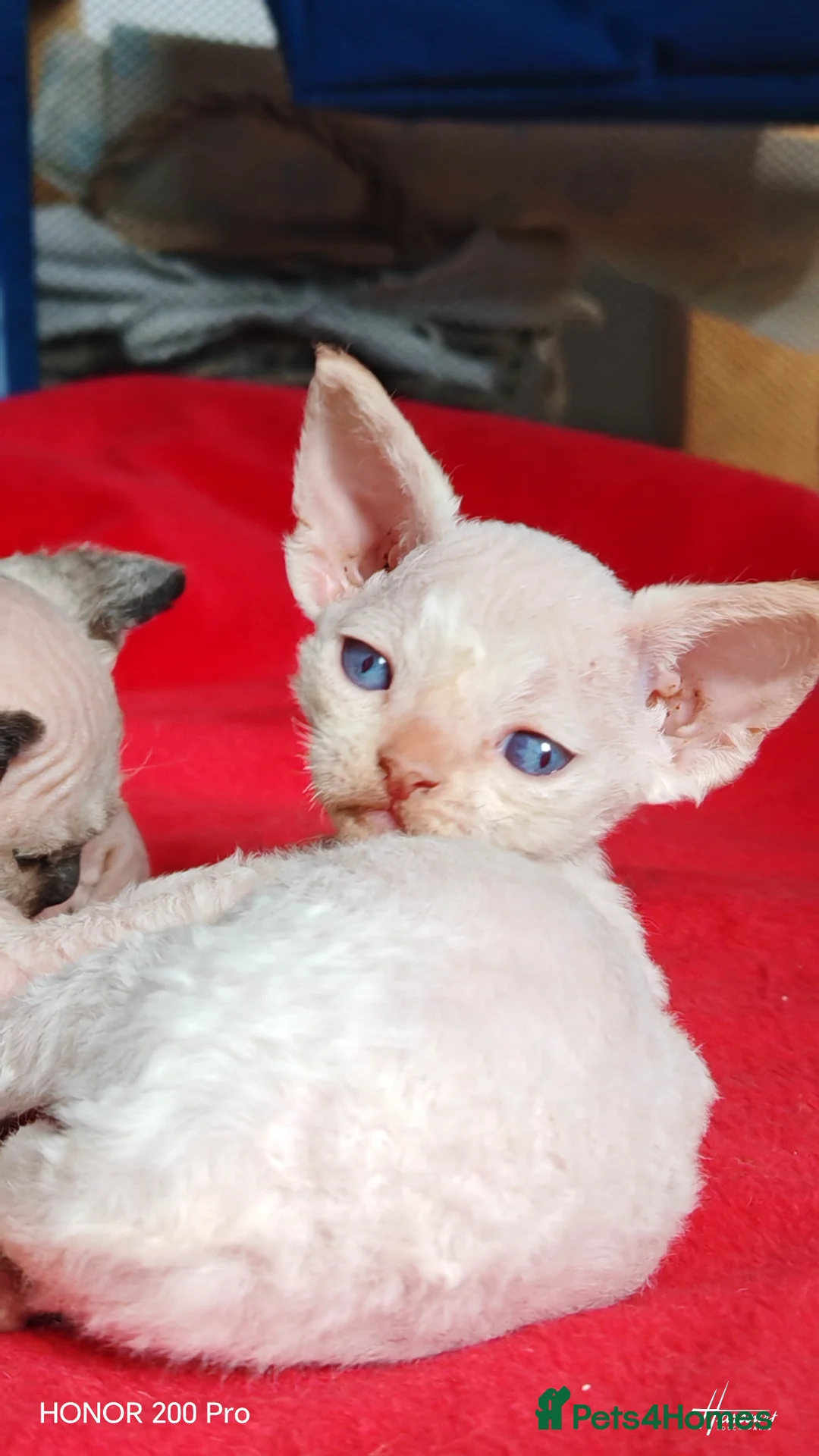 Devon Rex cats for sale: Beautiful DEVON REX  - Advert 3