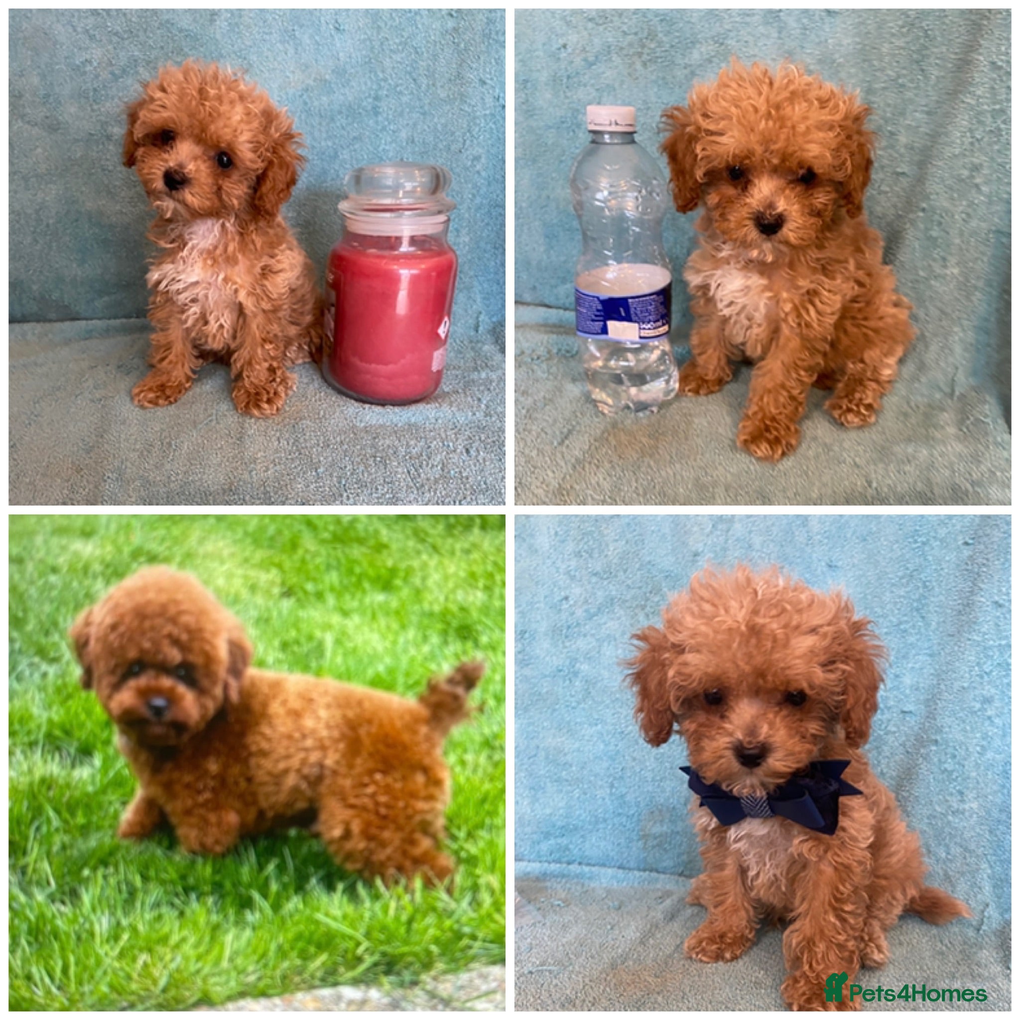 Maltipoo dogs RARE Tiny F1B Asian maltipoo puppies - Advert 6