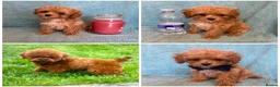 Maltipoo dogs for sale: RARE Asian teddy face maltipoo male puppy  **  - Advert 29