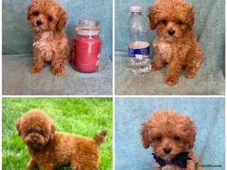 Maltipoo dogs RARE Tiny F1B Asian maltipoo puppies - Advert 6