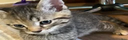Mixed Breed cats for sale: 6 Adorable Kittens - Advert 8
