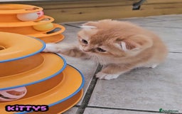 British Shorthair cats for sale: Adorable Kittens Ready For Reservation  - Image 30