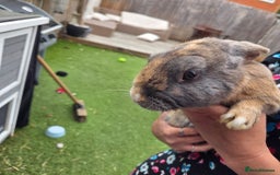 Mixed Breed rabbits for sale: Rabbit, male, 3yrs, with double hutch - Image 14