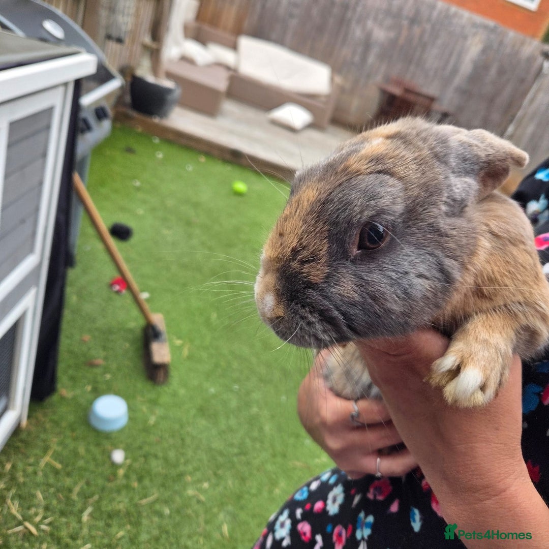 Mixed Breed rabbits for sale: Rabbit, male, 3yrs, with double hutch - Image 14