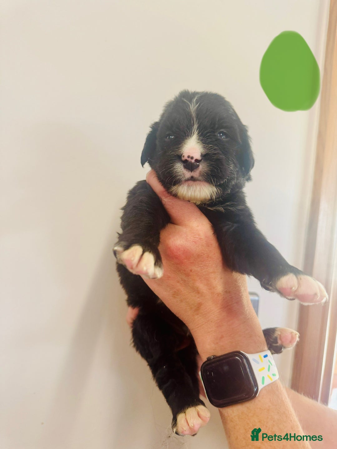 Mixed Breed dogs for sale: Labernese x Bernese mountain dog puppies  - Image 32