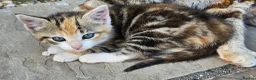 Mixed Breed cats for sale: Two lovely female tortoishell kittens - Advert 13
