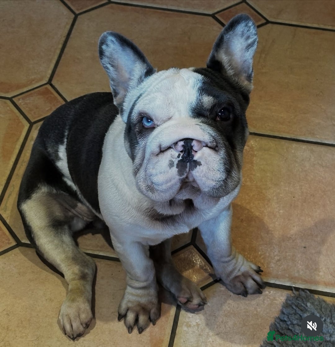 French Bulldog dogs for sale: Matilda  - Advert 2