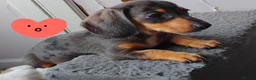 Miniature Dachshund dogs for sale: Miniature dachunds - Advert 10