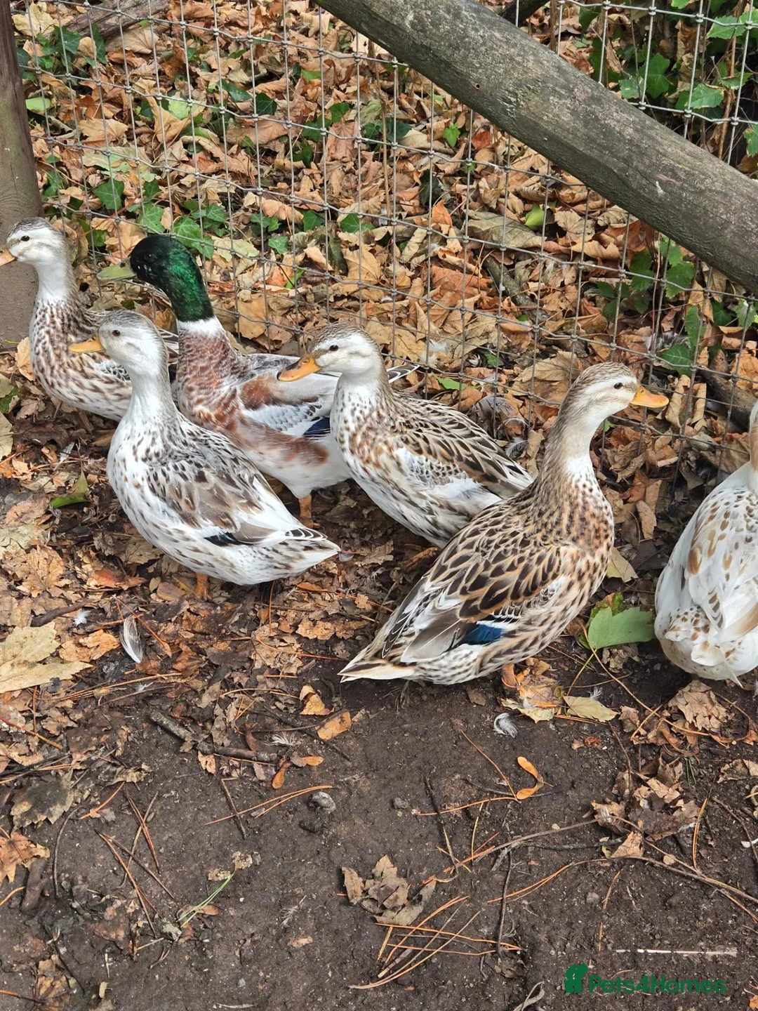 Ducks poultry for sale: Miniature Appleyard Trio - Advert 1