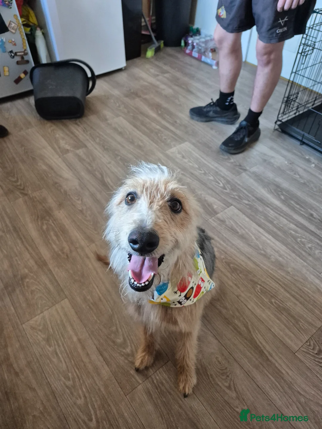 Mixed Breed dogs for sale: 18 month old male Bedlington X Whippet  - Advert 2