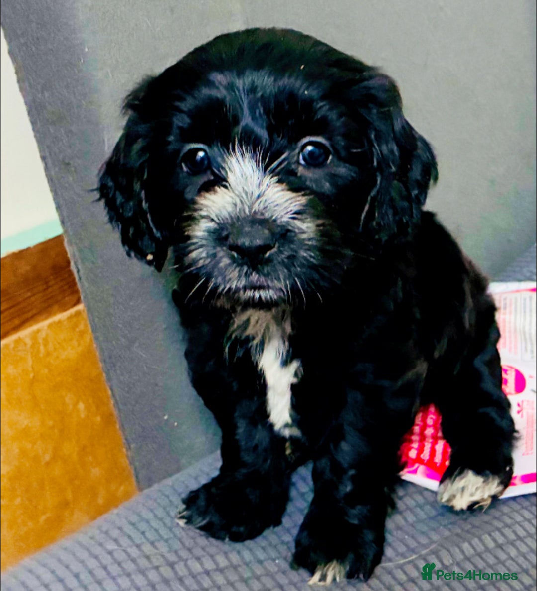 Mixed Breed dogs for sale: 6 Stunning Cock-a-chon puppies  - Advert 29