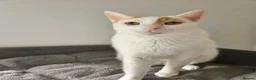 Mixed Breed cats for adoption: Male Rescue Cat for Adoption - Advert 2