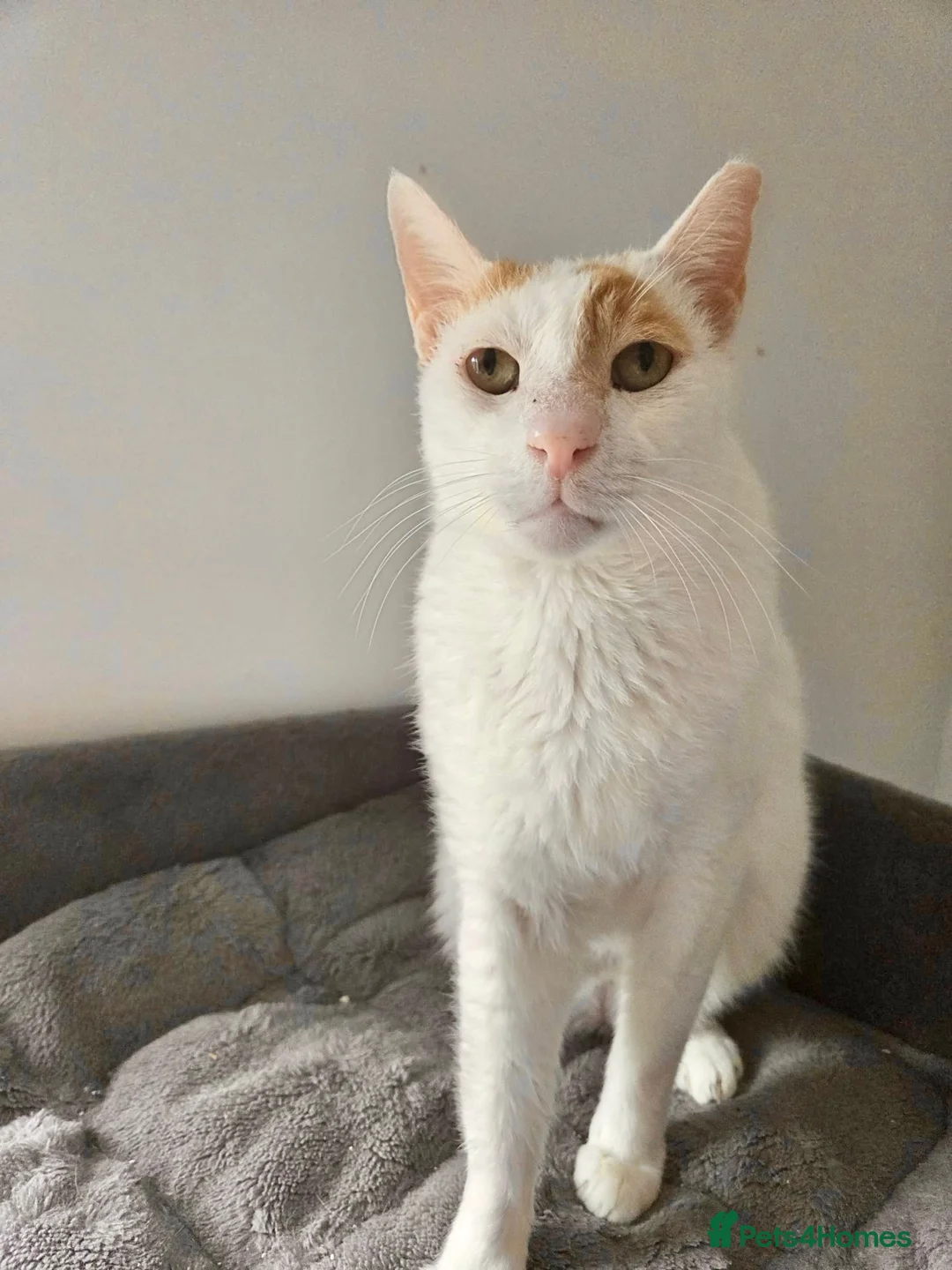 Mixed Breed cats for adoption: Male Rescue Cat for Adoption - Advert 2