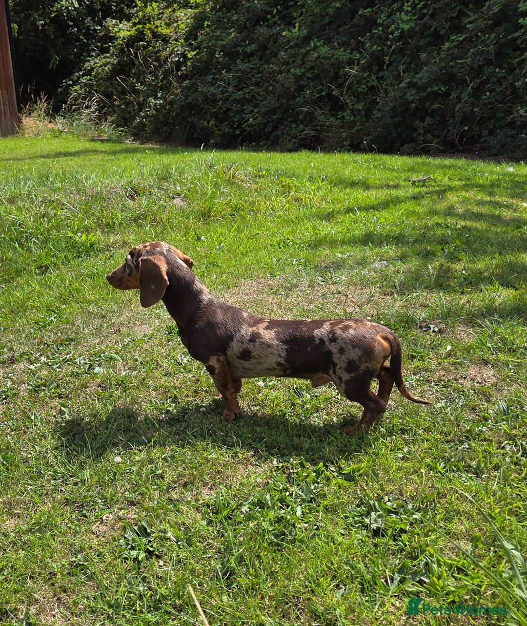 Miniature Dachshund dogs for stud: Choc & Tan Minature Dachshund STUD - Image 13