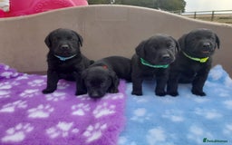 Labrador Retriever dogs for sale: KC Registered working Labrador puppies - Image 1