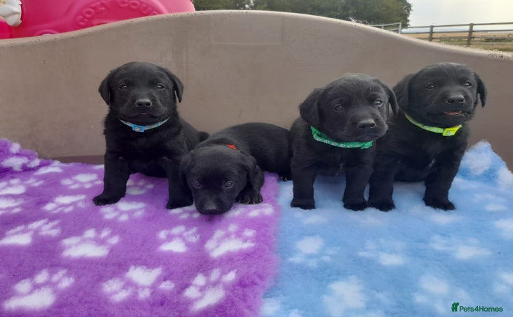 Labrador Retriever dogs - Advert 4