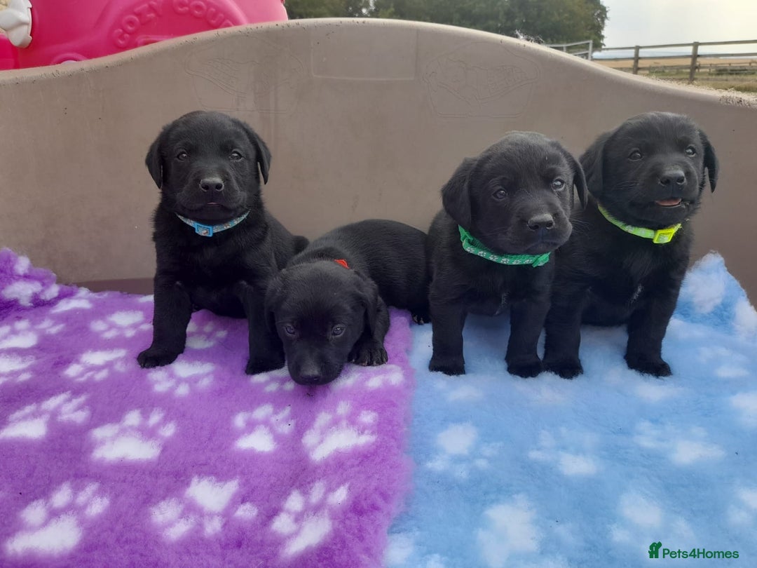 Labrador Retriever dogs for sale: KC Registered working Labrador puppies - Image 1