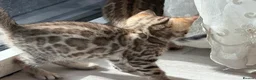 Bengal cats for sale: High-End & Premium Collect - Advert 2