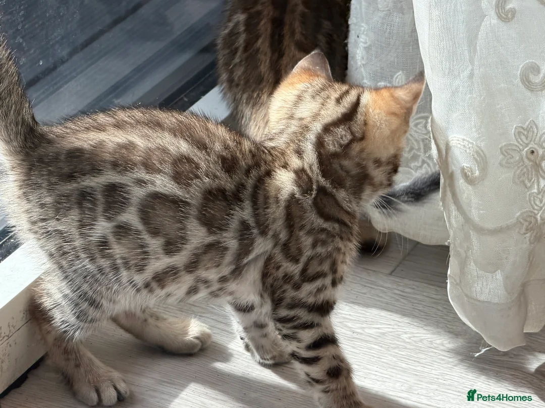 Bengal cats for sale: High-End & Premium Collect - Advert 2