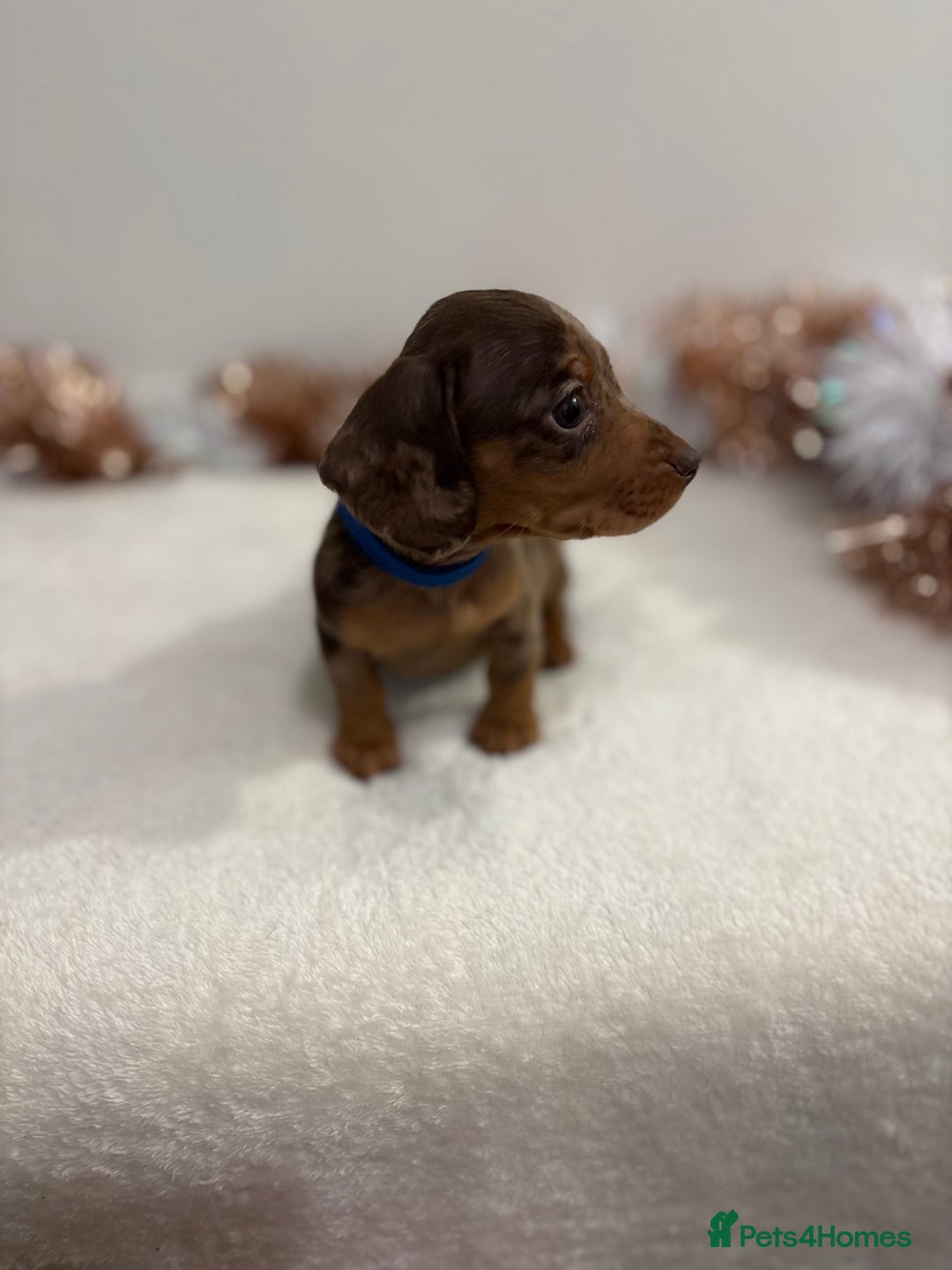 Miniature Dachshund dogs for sale: Miniature Dachshund Pups  - Advert 10