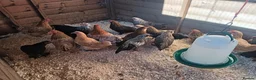 Chickens poultry for sale: POL Pekin Bantams in Swindon - Advert 4