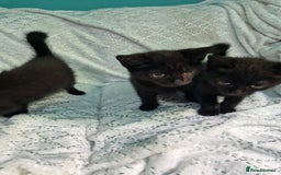 British Shorthair cats for sale:  Lovely 3 tabby male & 3 black female kittens. - Image 3