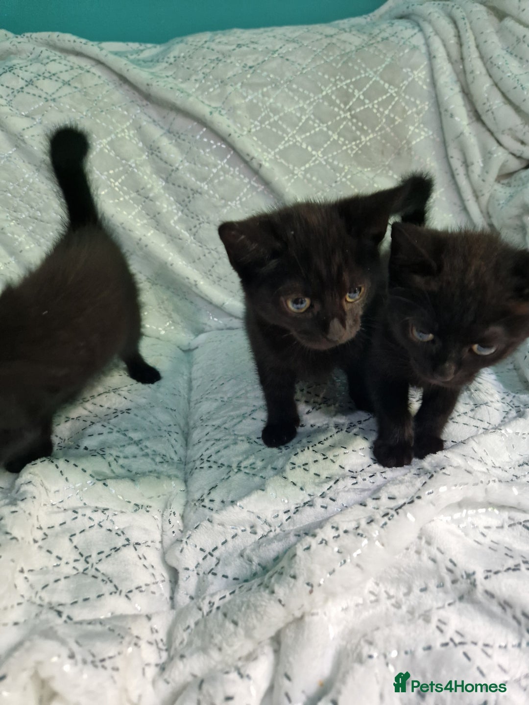 British Shorthair cats for sale:  Lovely 3 tabby male & 3 black female kittens. - Image 3