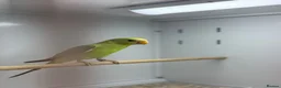 Parakeets birds for sale: Baby plum headed  - Advert 5