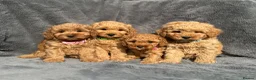 Cavapoo dogs for stud: F1B Cavapoo Stud Dog🐾 - Advert 18