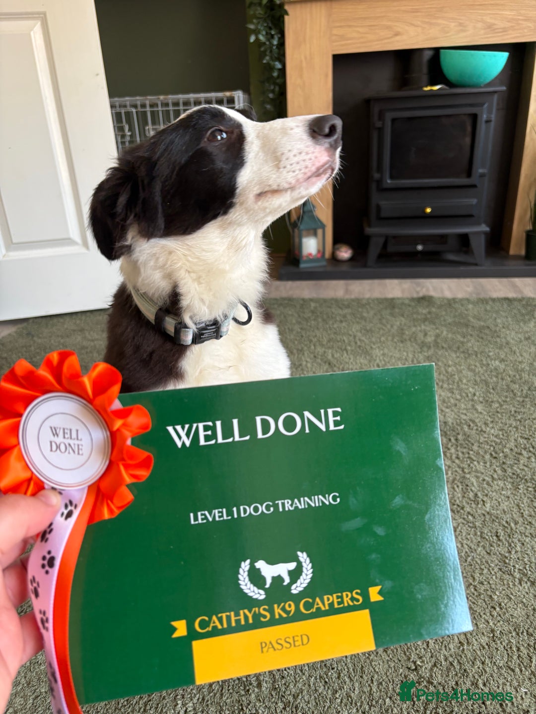 Border Collie dogs for sale: 6 month Border collie girlie for WORKING home - Image 3
